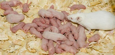 Comment Eliminer Les Souris Proteger Votre Maison Et La Nourriture